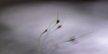Lentil Sprout